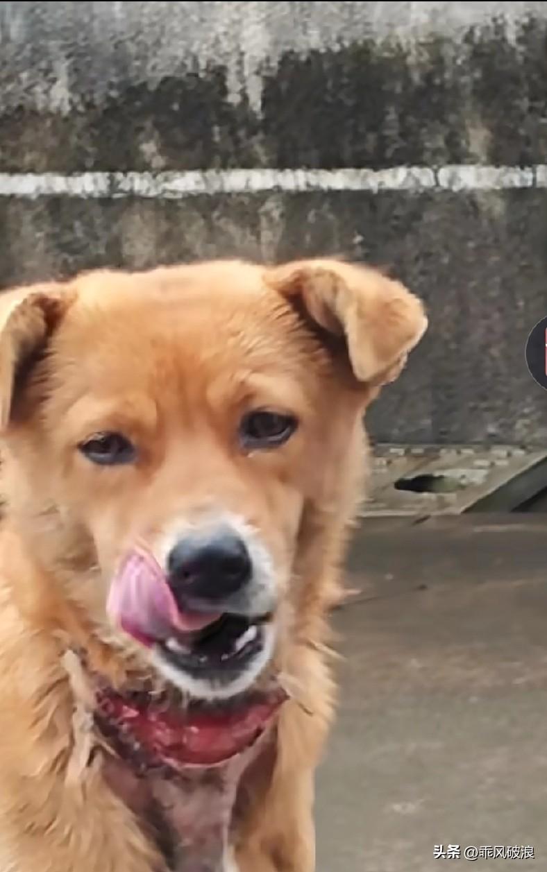 农村土狗流浪在外，遭坏人逮住割喉。虽侥幸未死，也脱了一层皮。人在做，天在看，恶行