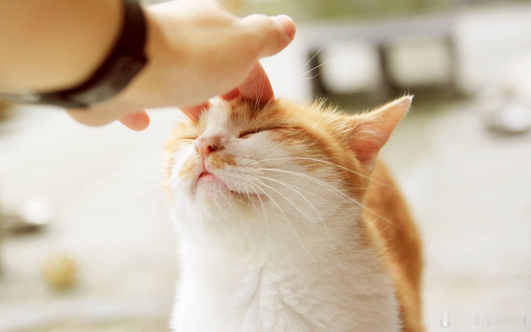 【春节回家谁来照看“留守”宠物？有人 春节上门喂猫10余天收入万元 】近日，有媒