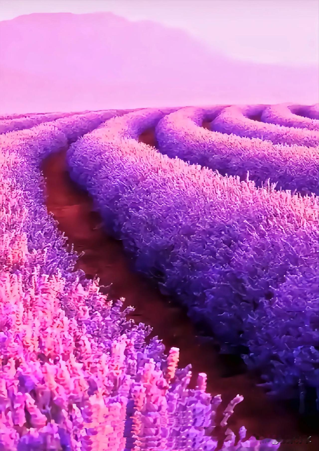 当夜晚降临时，薰衣草花在微风中轻轻摇曳，仿佛在轻轻呼吸。它们散发着迷人的香气，仿