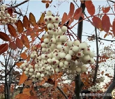 红叶配一串串白果子，它就是北京花楸，又叫白果花楸。秋天叶片变红，洁白果穗格外醒目