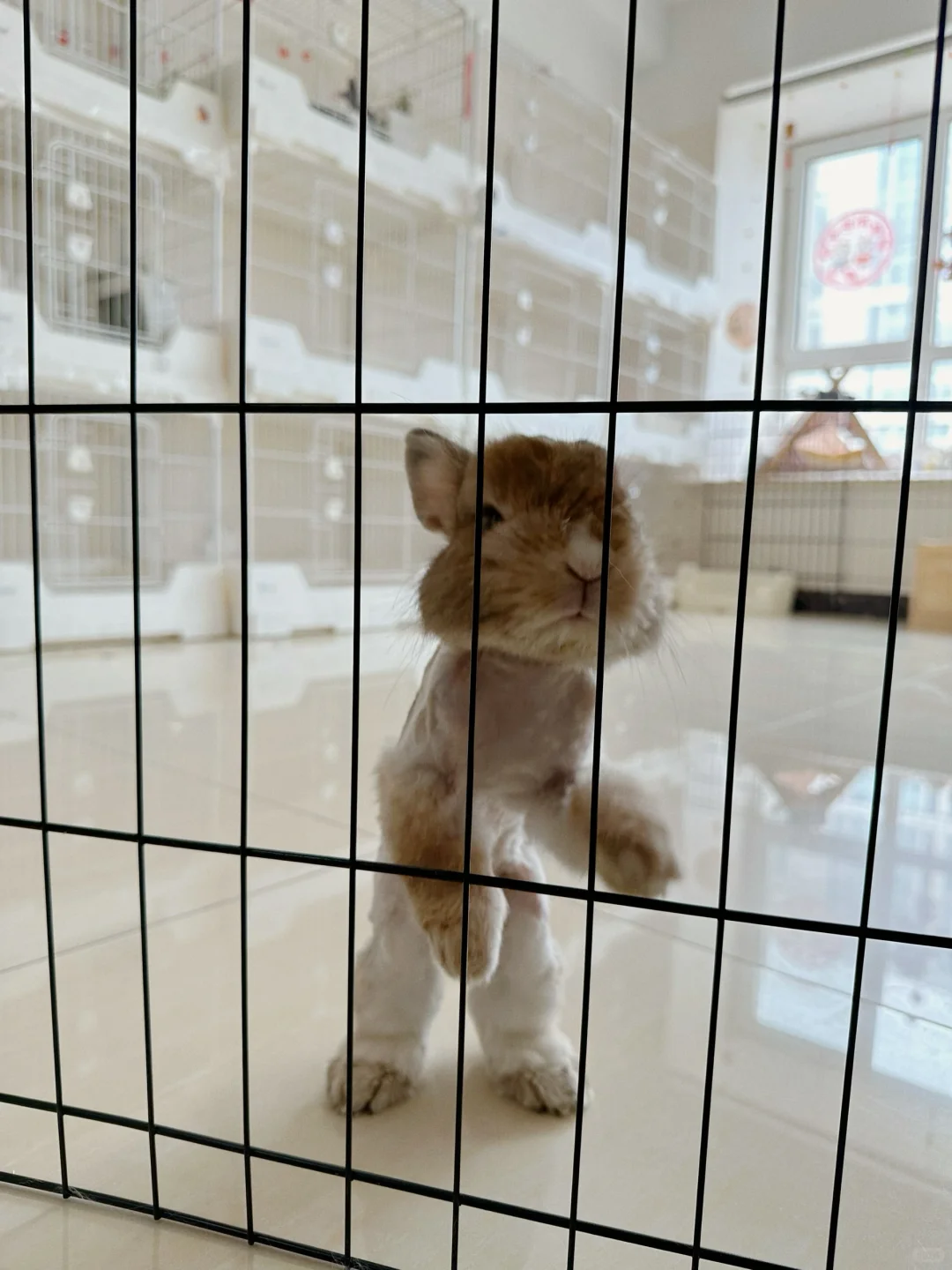 兔版火箭