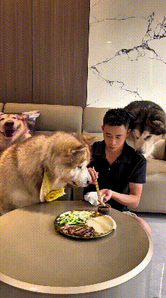这顿春饼大餐直接变成狗狗们的抢食大战！主人本来打算好好喂狗子，先递一张空春饼，结