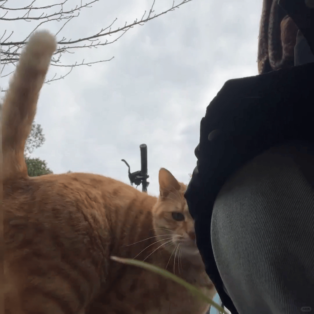 公然像小猫一样在老公肩膀上蹭蹭是什么意思？ 