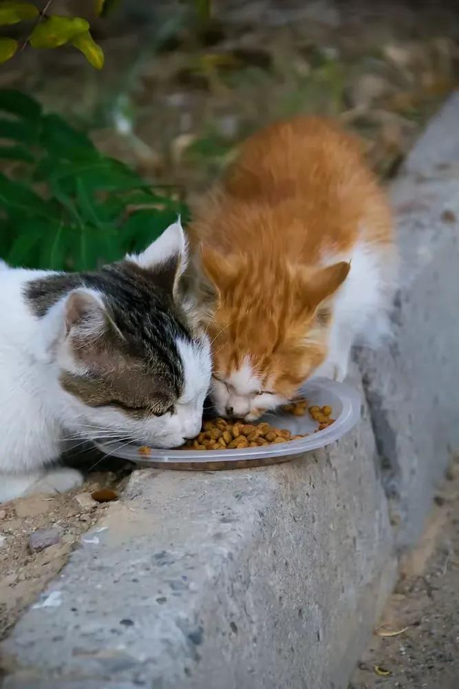 我宁愿投喂流浪狗，也不愿投喂流浪猫……

虽然同事说，小猫也会知恩图报，她喂过的