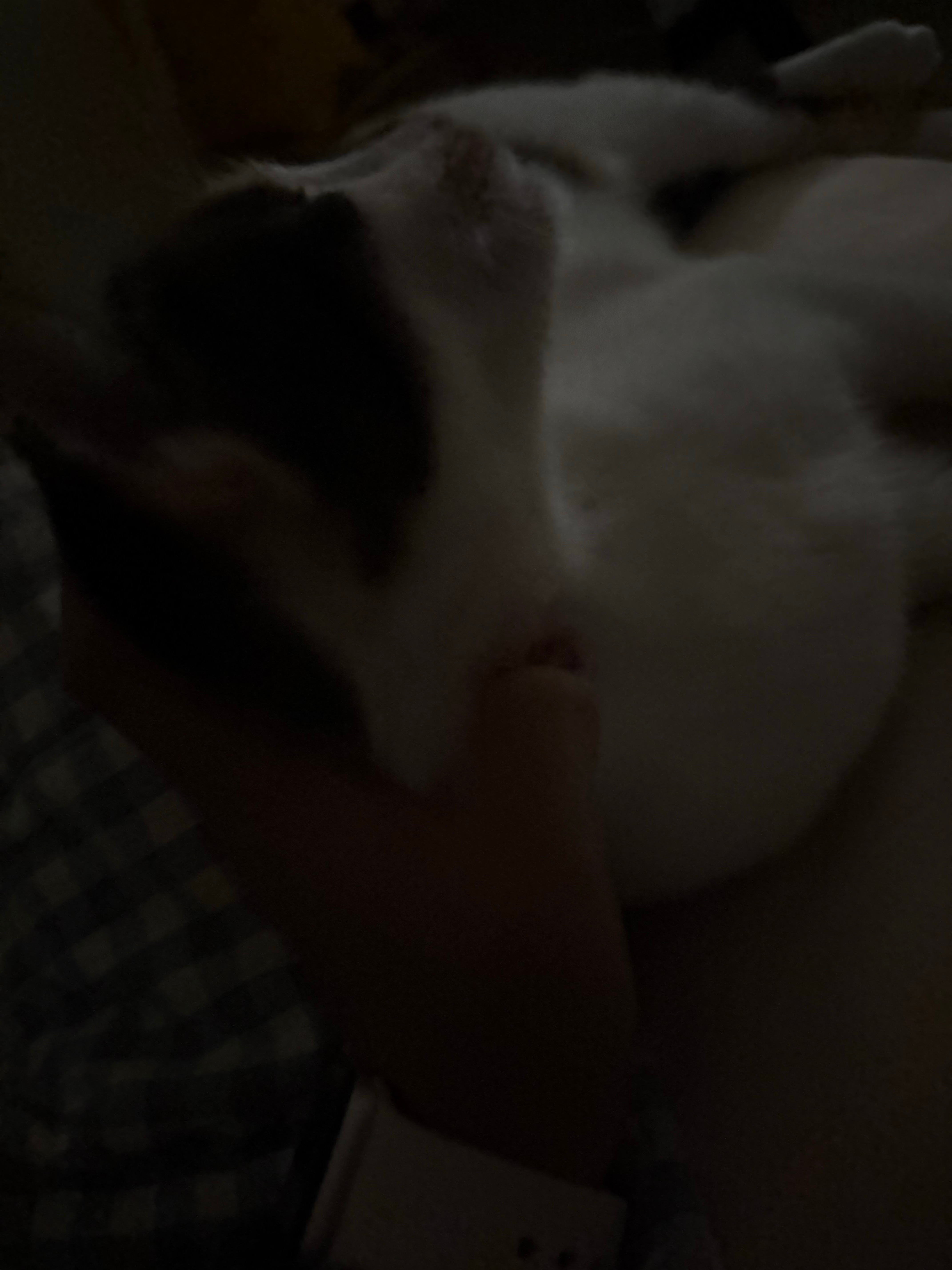 纪念一下我家小猪第一次在我床上睡[点赞] ​​​