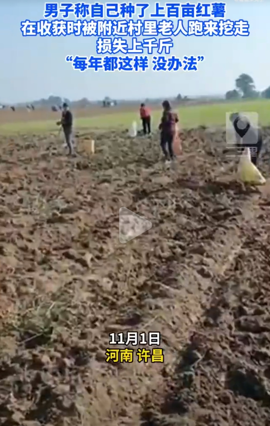 又是河南，之前在音乐节的时候，河南就上过一次热搜了，后来又出现了抢花生和药材，如