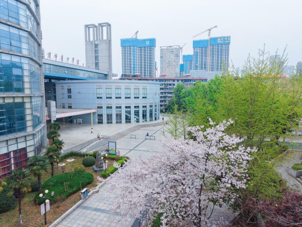 【被围着青少年宫樱花】2026樱花季终于落下帷幕，今年武汉“相约春天赏樱花”动作