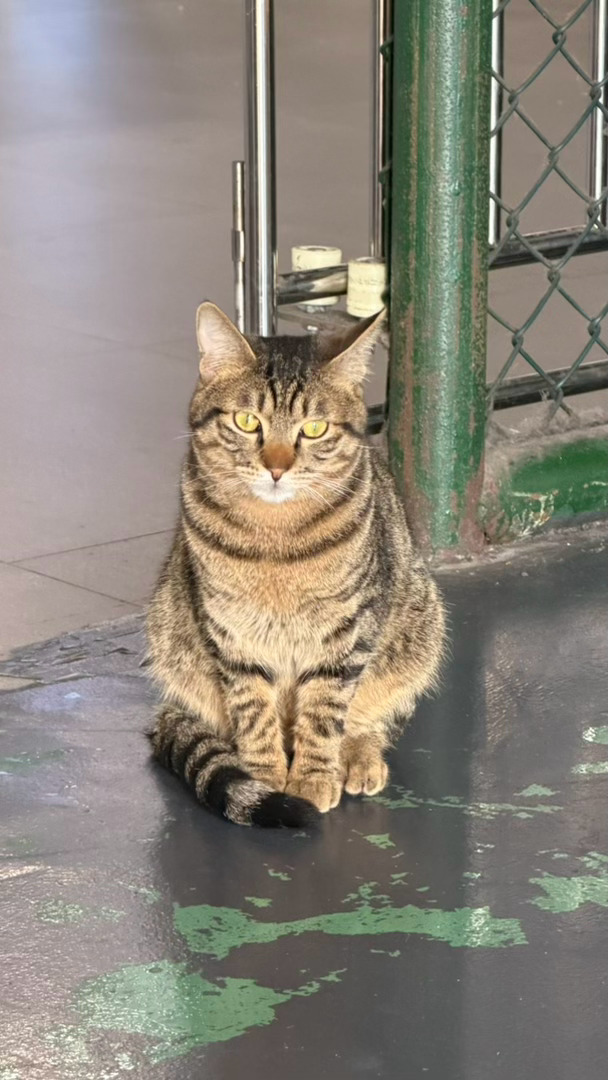 这个是开启猎杀模式了吗？ 