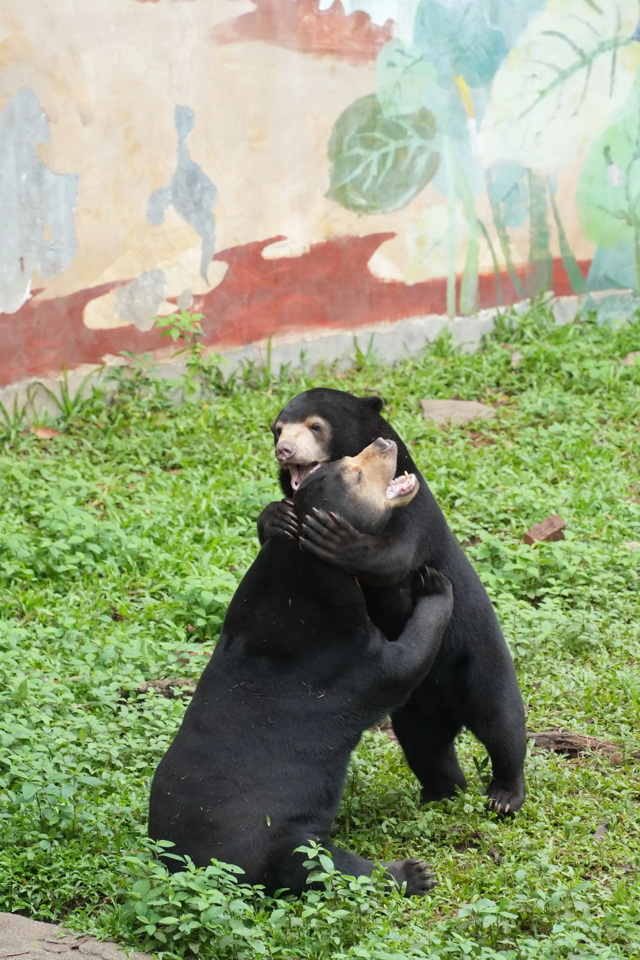 母慈子孝？不要被第一张照片骗了。（广州动物园马来熊母子，妈妈华女&儿子植树。）