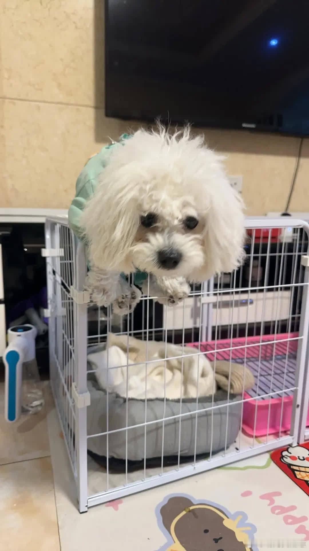 小狗也有小狗年萌宠宠物