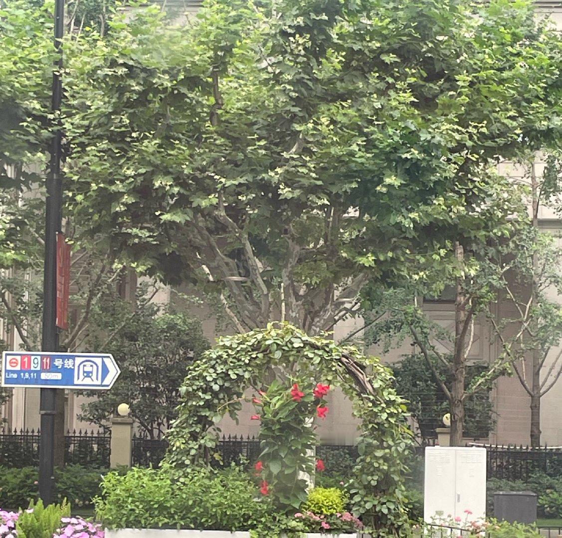 早晨出来办事，发现徐家汇绿化带的造型好像星币一里的那道门，而且都有花朵和藤蔓植物