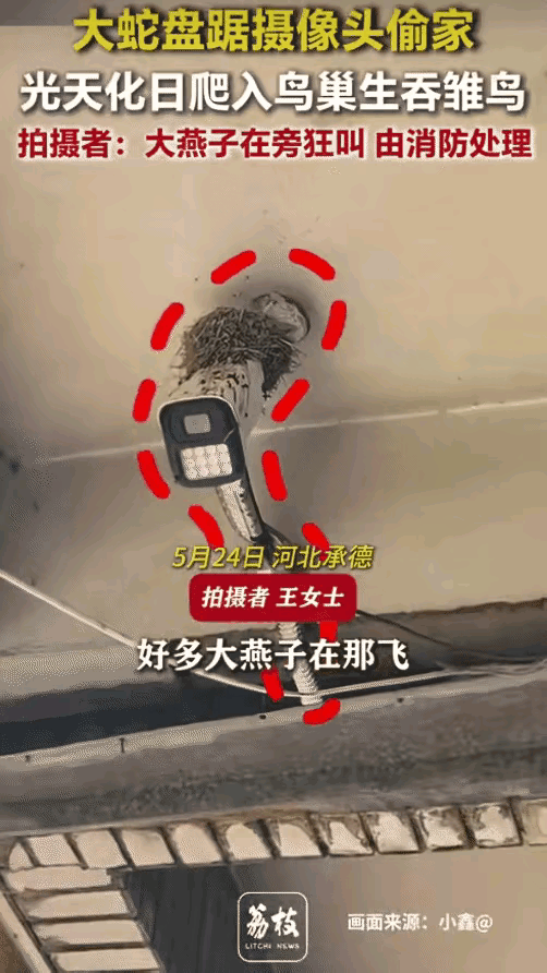 谁看了不揪心！
        大蛇偷袭燕子窝，燕妈妈急到不停盘旋悲鸣😭
  