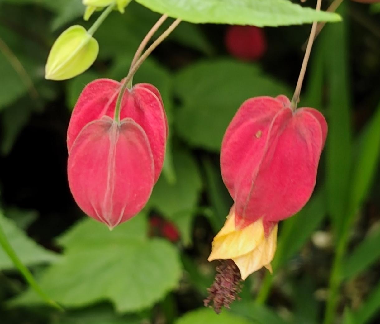 有一个台湾的网红过来顺德探访莫氏鸡煲，莫老板说:大陆不是你们想象中那么差的啊！我