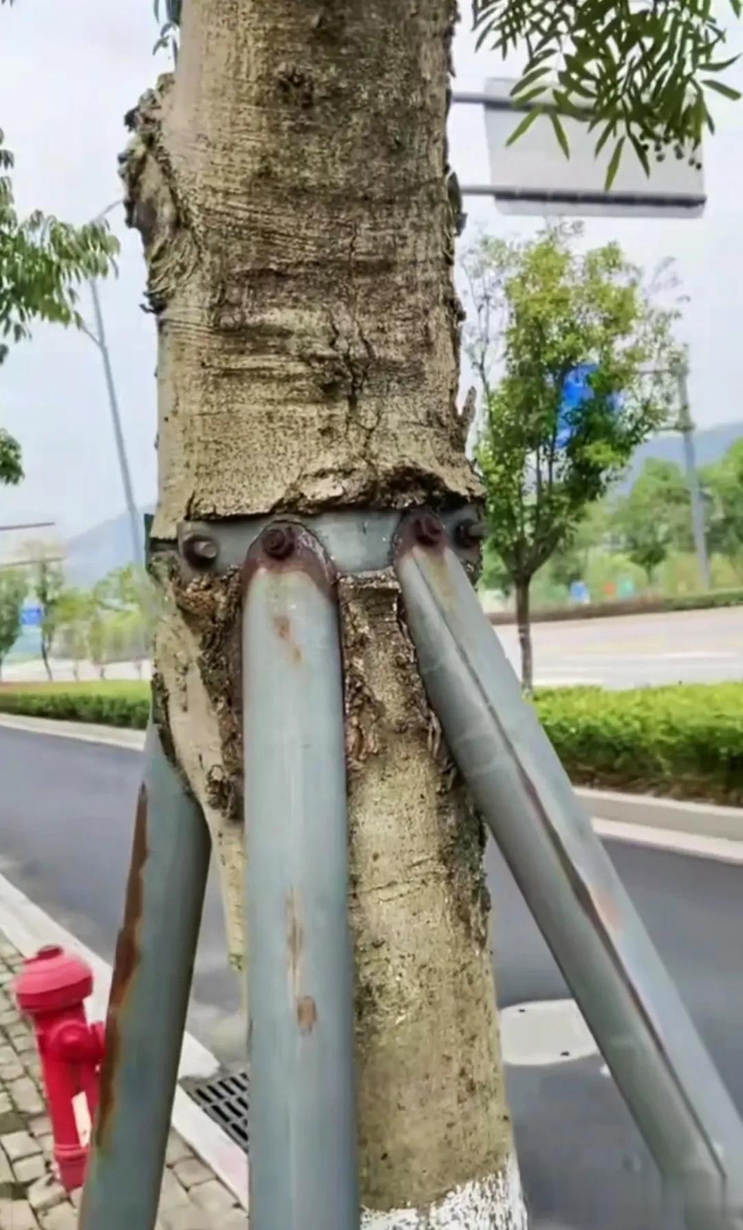 这样保护的树不怕大风，也不怕台风。