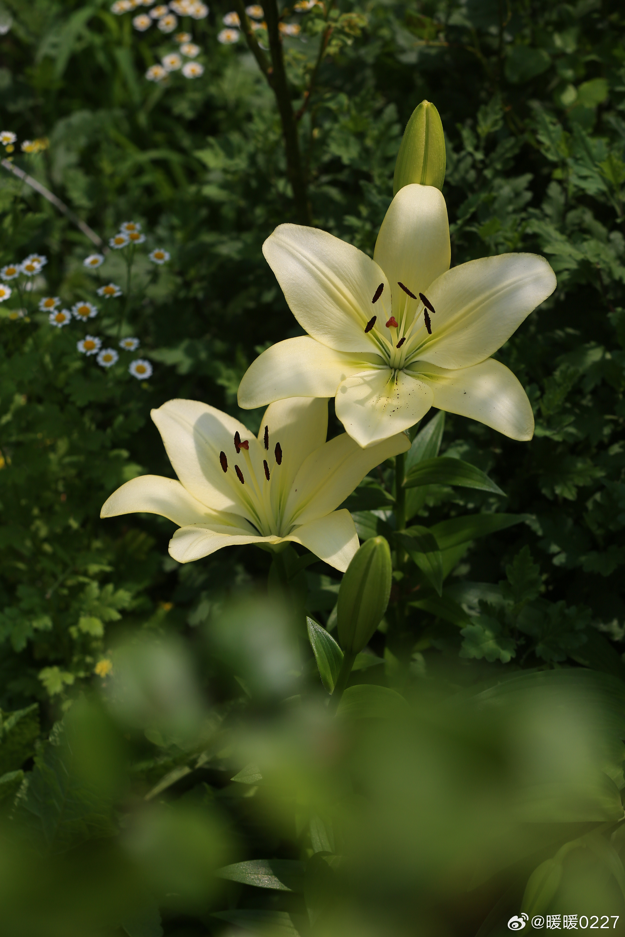 今天的花园主角我给百合“童年”淡奶油的温柔，浅黄与嫩绿的过渡，美得还发光啊！花朵