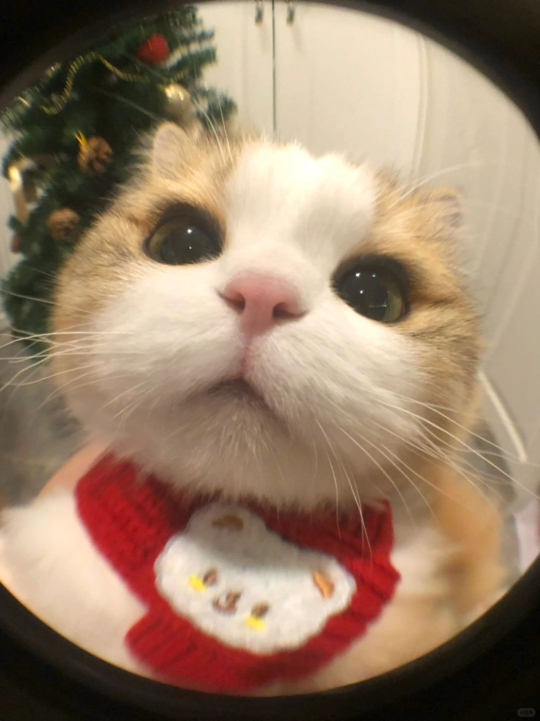 姐姐开门 外面冷鼠了