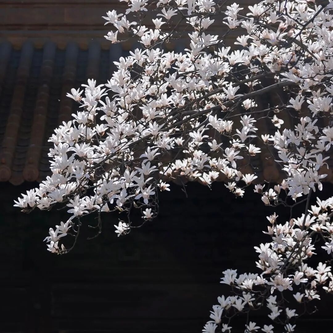 𝑾𝒆𝑪𝒉𝒂𝒕｜背景图｜素材图｜朋友圈背景图 