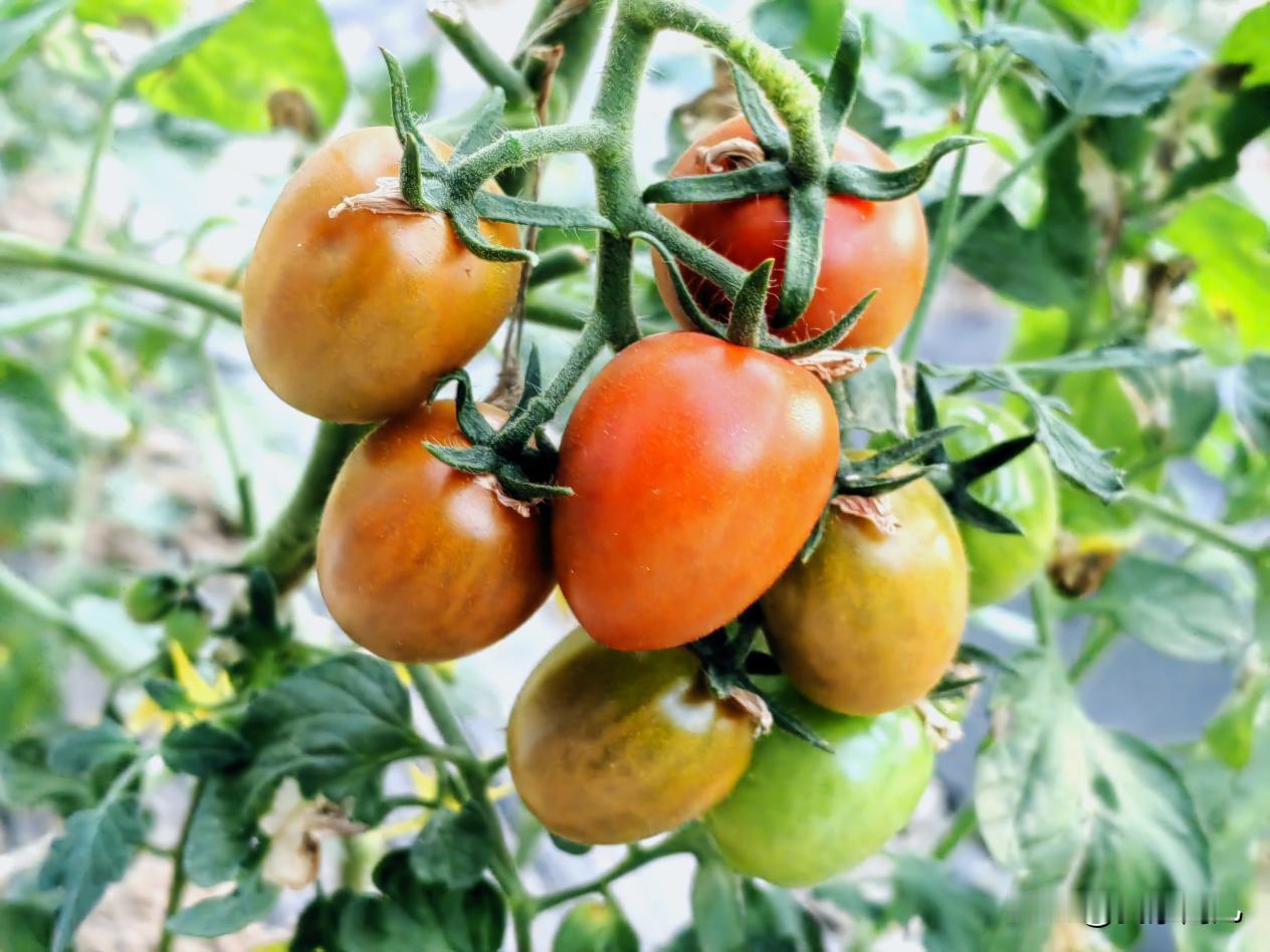 甘肃省武威市
凉州区新华镇探索发展村企联建连栋日光温室智慧农业科技产业园，不仅为