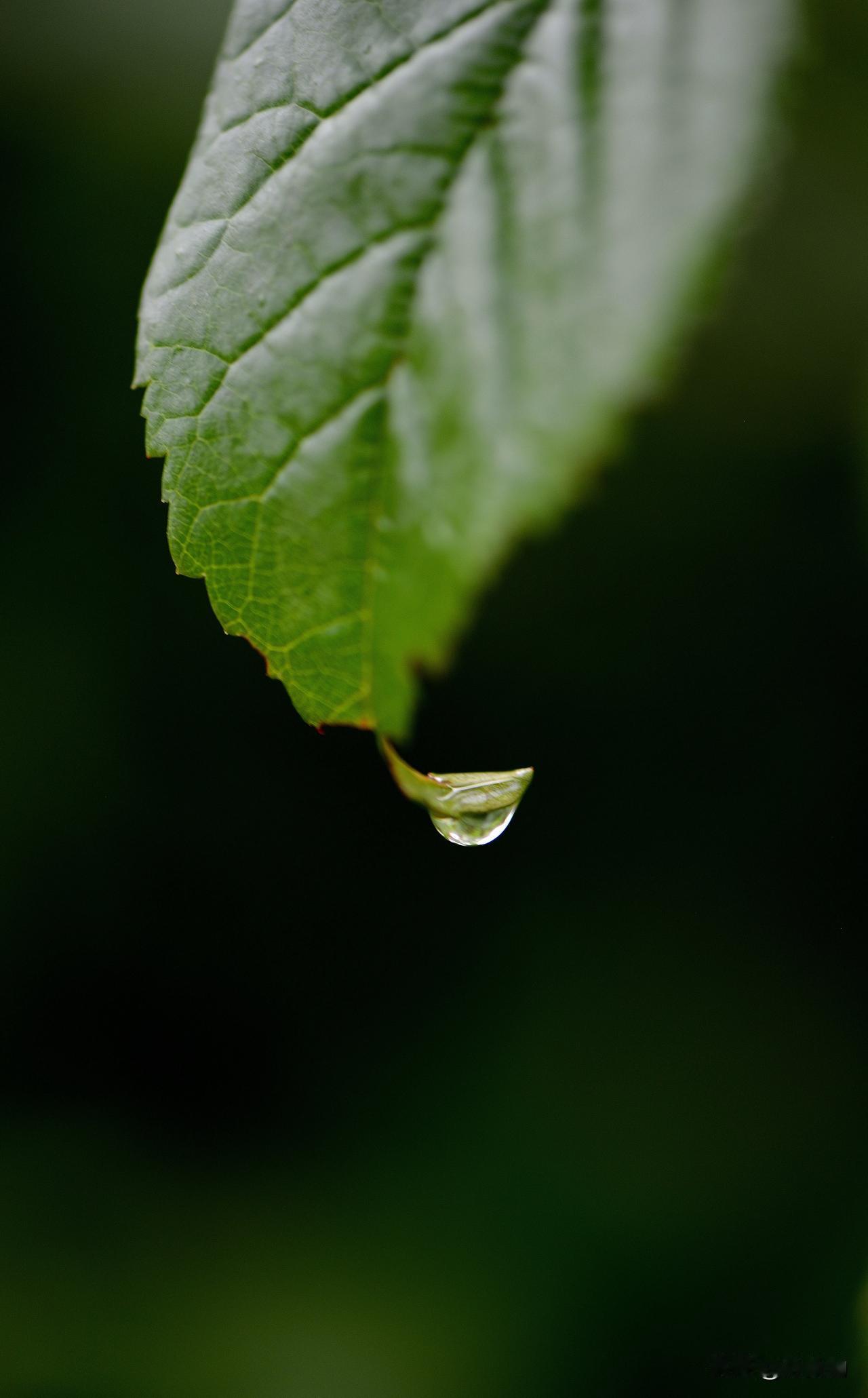 南湖公园四季掠影（九）
夏季景色：