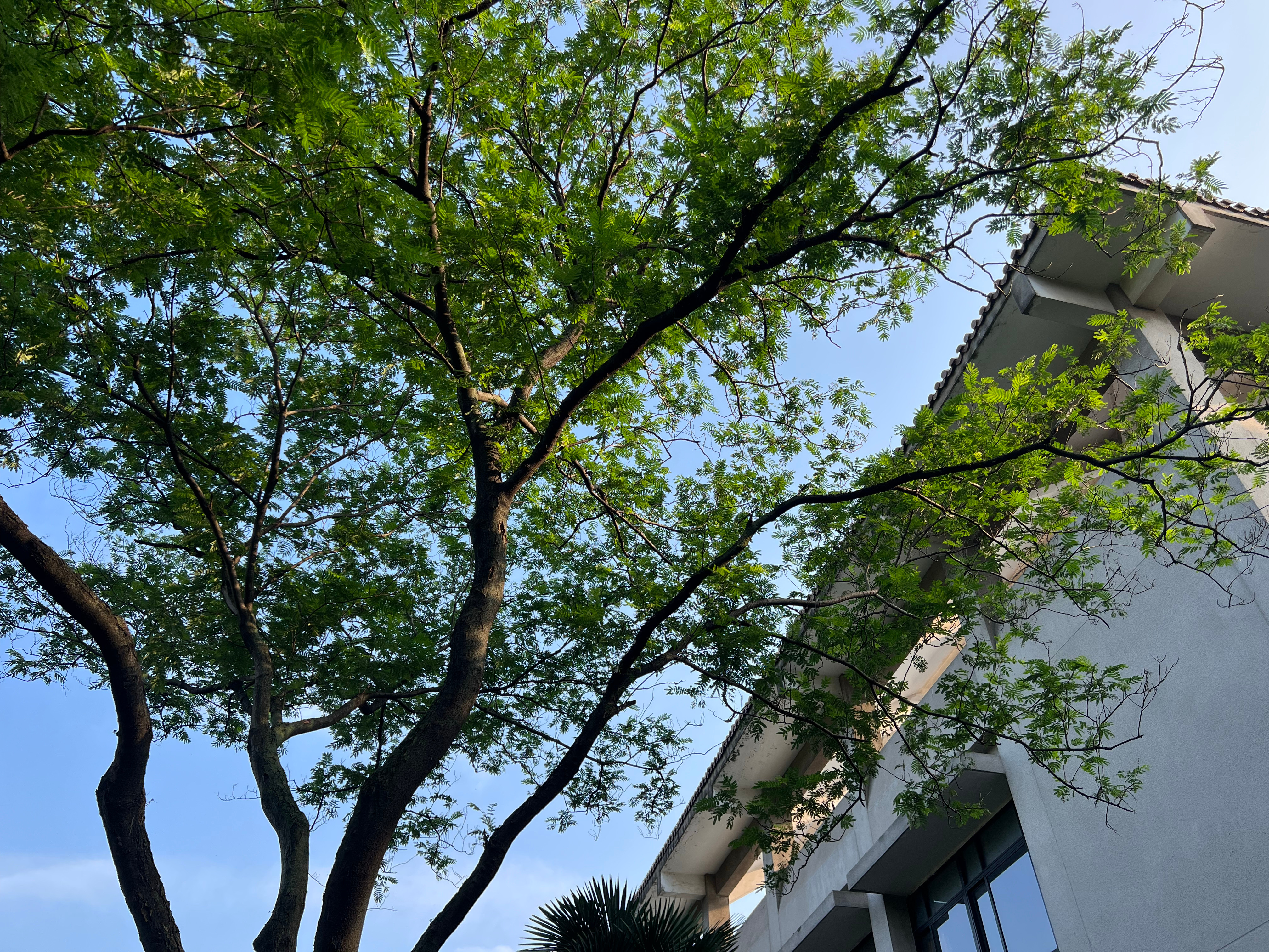 清晨途经一棵高大的合欢树，枝头毛茸茸的绒花已然谢去。满树的叶子沐浴在朝阳之下，焕