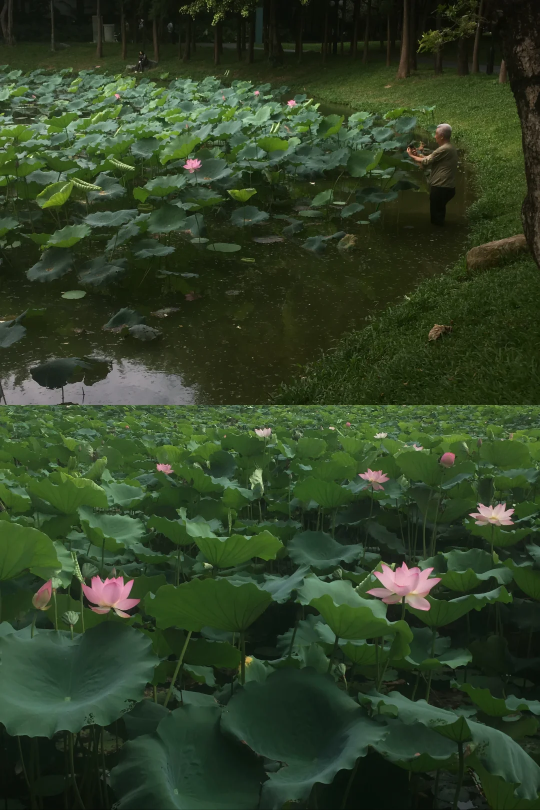 小荷萌之u.u🪷