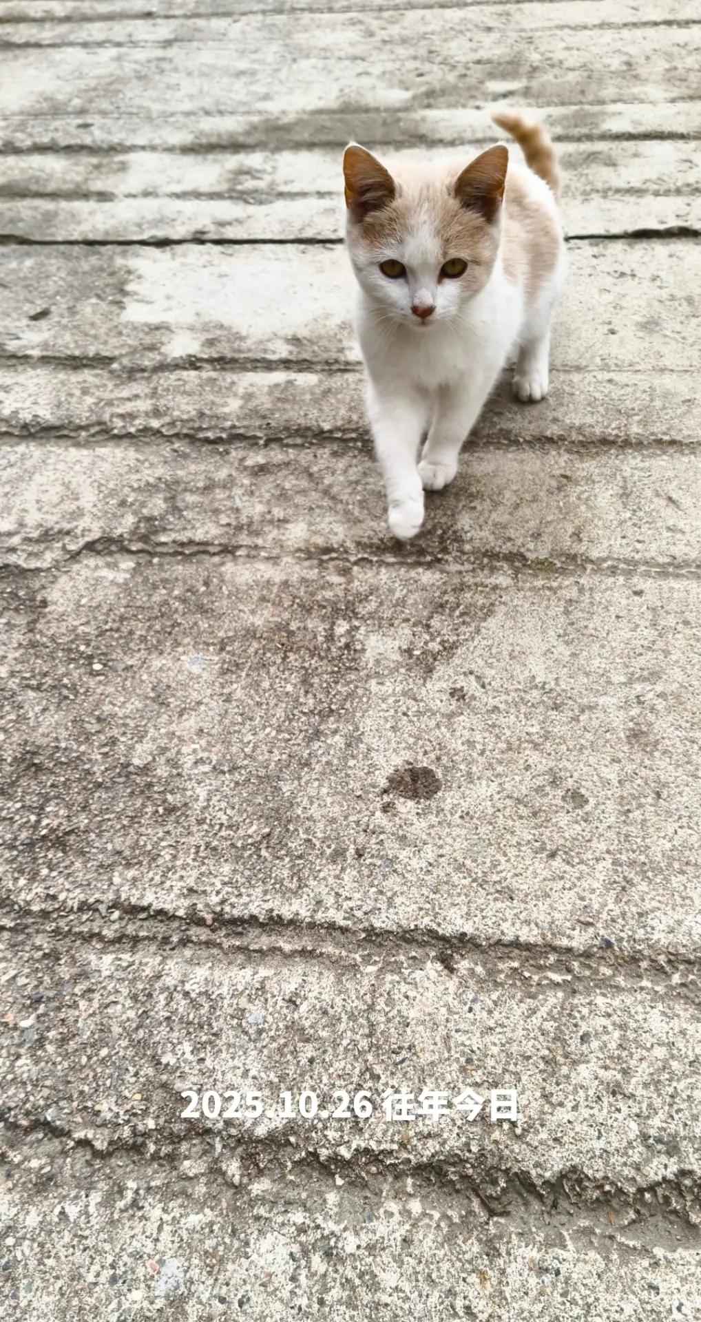走路遇见猫 流浪猫出道计划