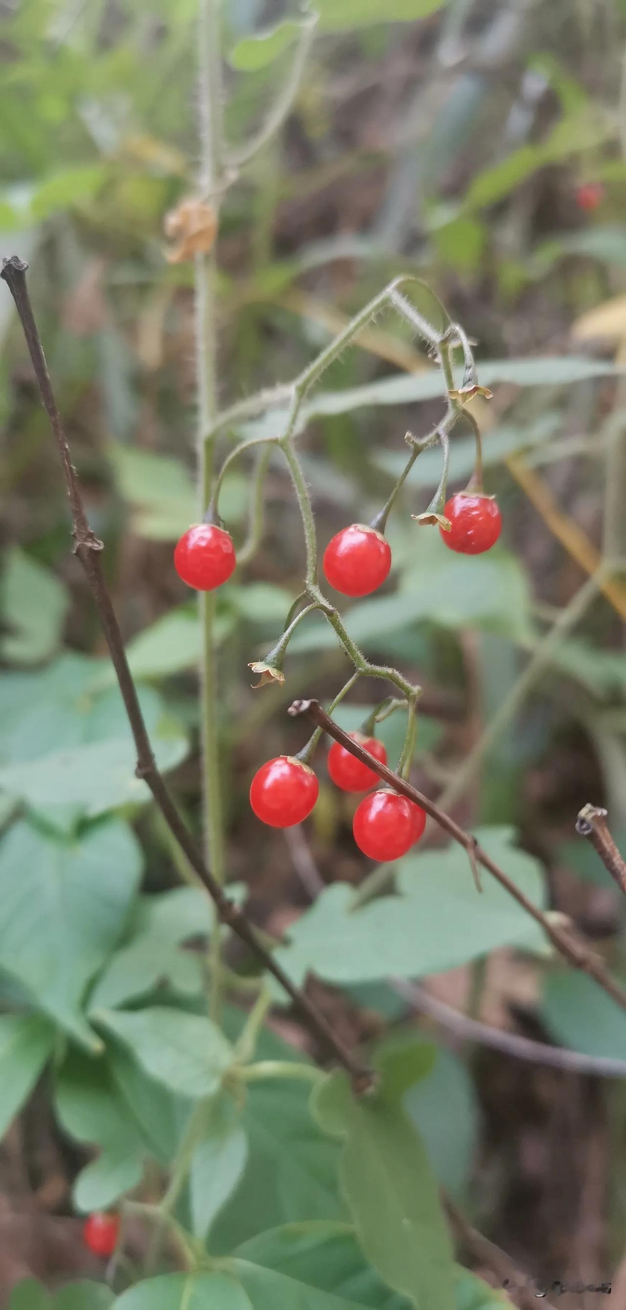 
秋至人间秋阳暖，
我来山中寻秋欢。
秋花秋果无限韵，
万紫千红又一年。