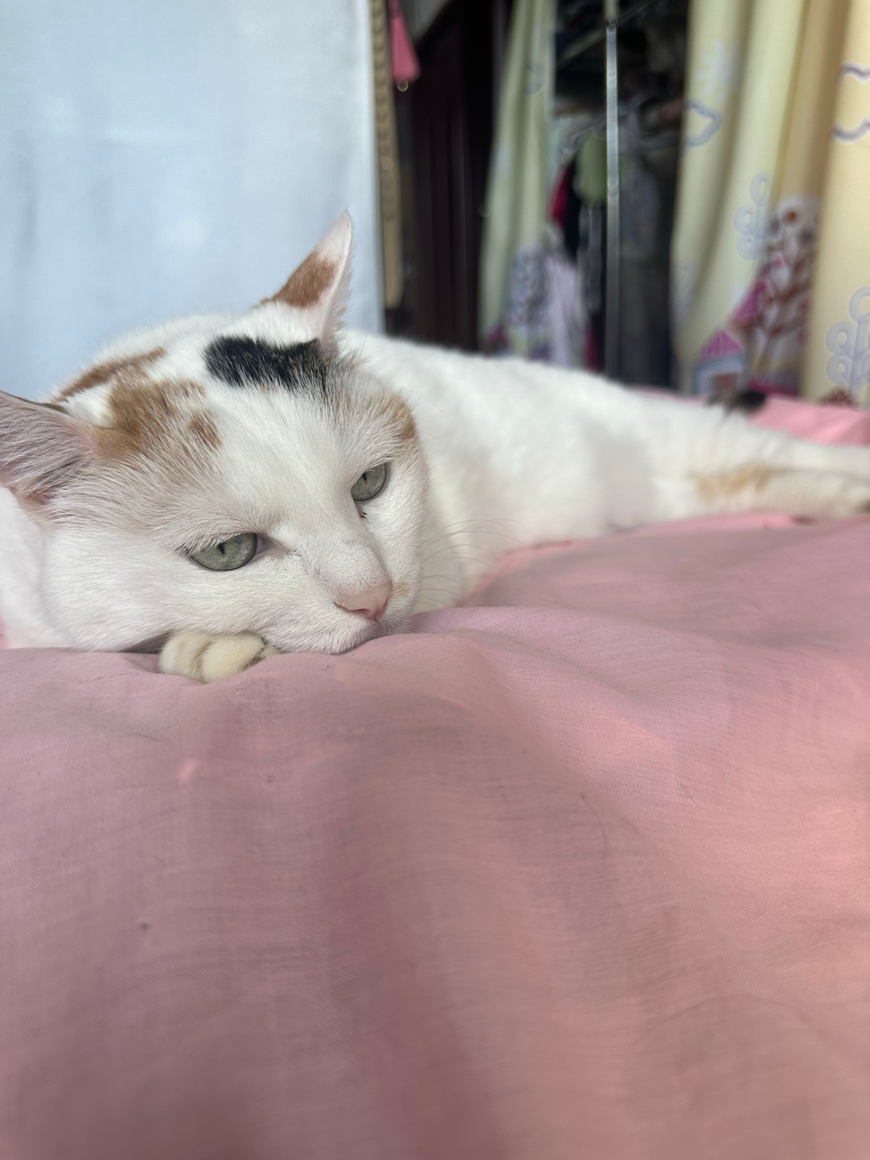 我爸妈因为生活琐事起争执了，我家🐱都不耐烦了[笑cry][笑cry]日常吸猫生