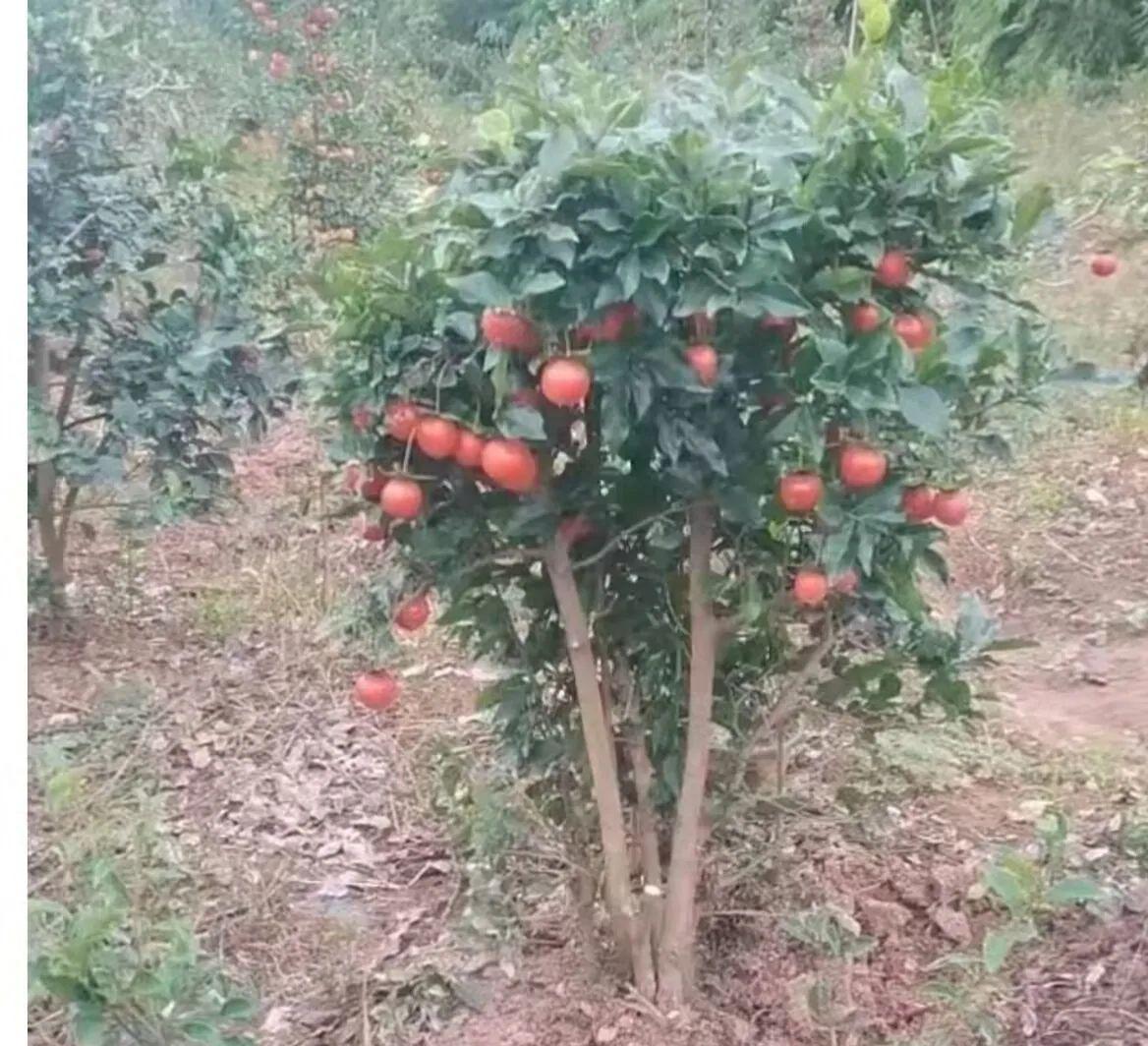 家人们，今天去山上砍菜，居然发现了一片宝藏地！那儿长着好多野番茄，神奇的是，它们