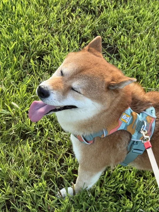 小狗没有一顿打是白挨的