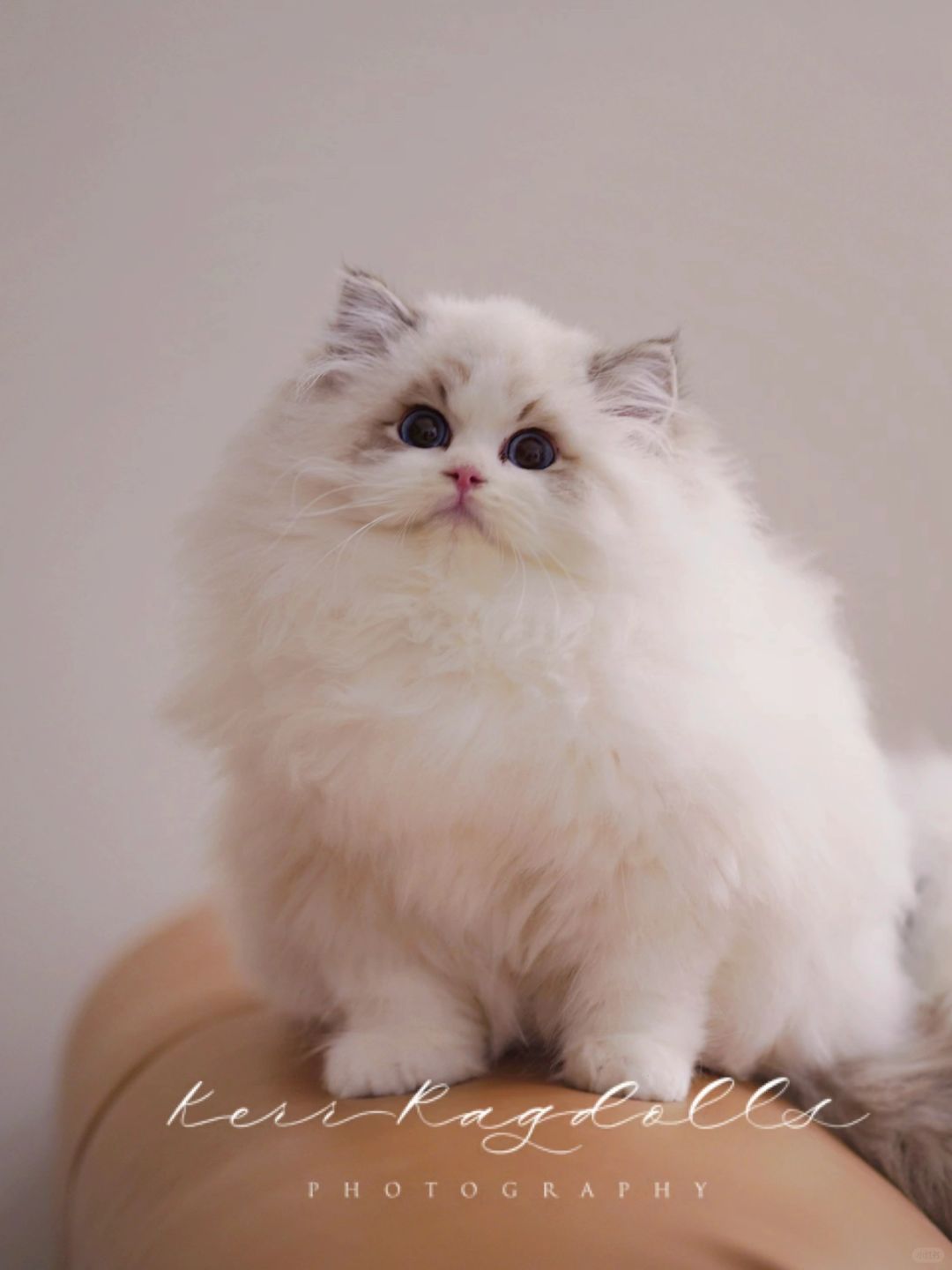 KERR布偶猫｜姨姨你看我美不美🧚‍♀️