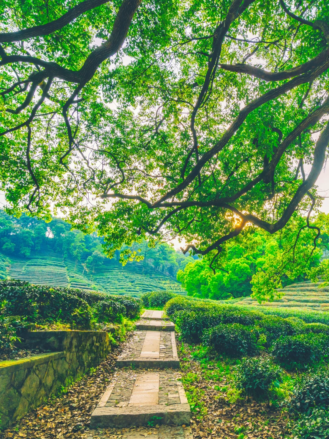 治愈了丨杭州最美徒步路线