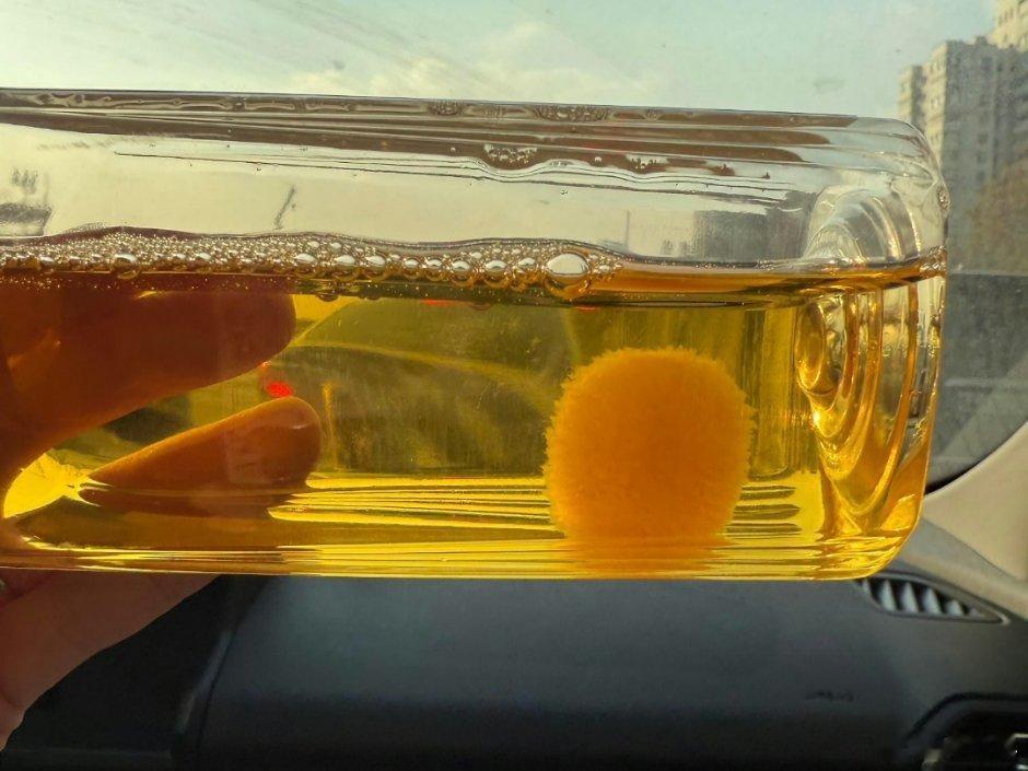 多方回应用东方树叶养茶菌当宠物 这多可爱捏，圆圆的，不吵不闹，也不用遛，不用铲屎