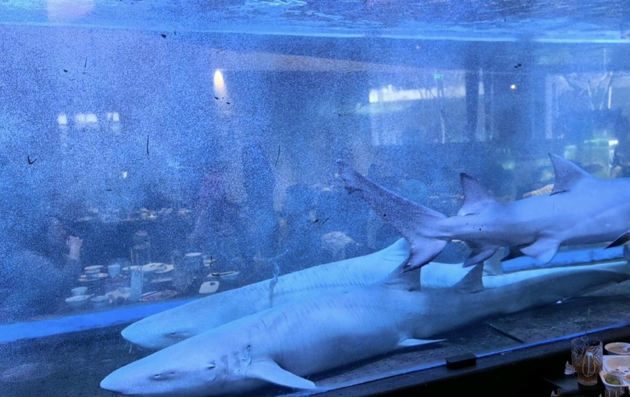 最近太原有家火锅店火了，不是因为锅底多香，而是因为店里摆了个大鱼缸，里面养着两条