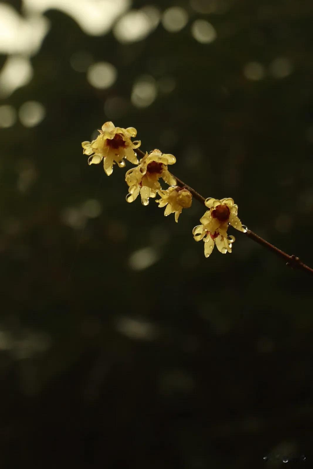 蜡梅花开：繁花落尽，腊梅在风雪中独自妖娆，为寒冷的冬日增添了一抹暖意。

天南地