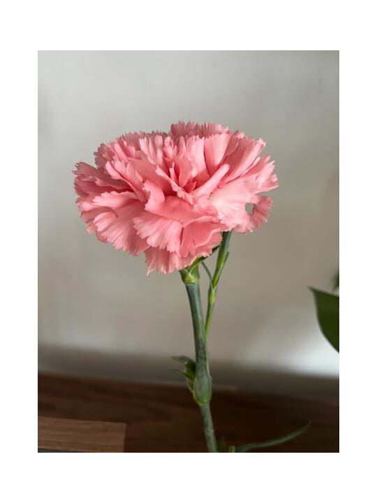各位青椒三八节发了啥？我们发了一朵花