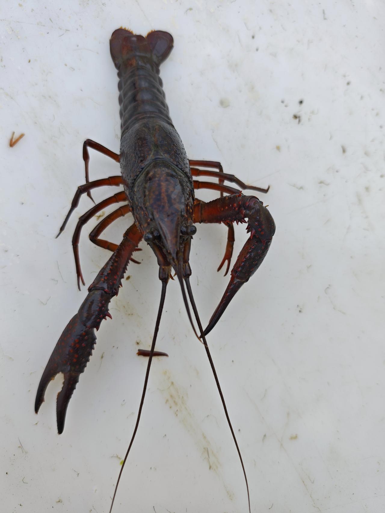 晒晒自己的美食小龙虾🦞麻辣的？蒜蓉的？