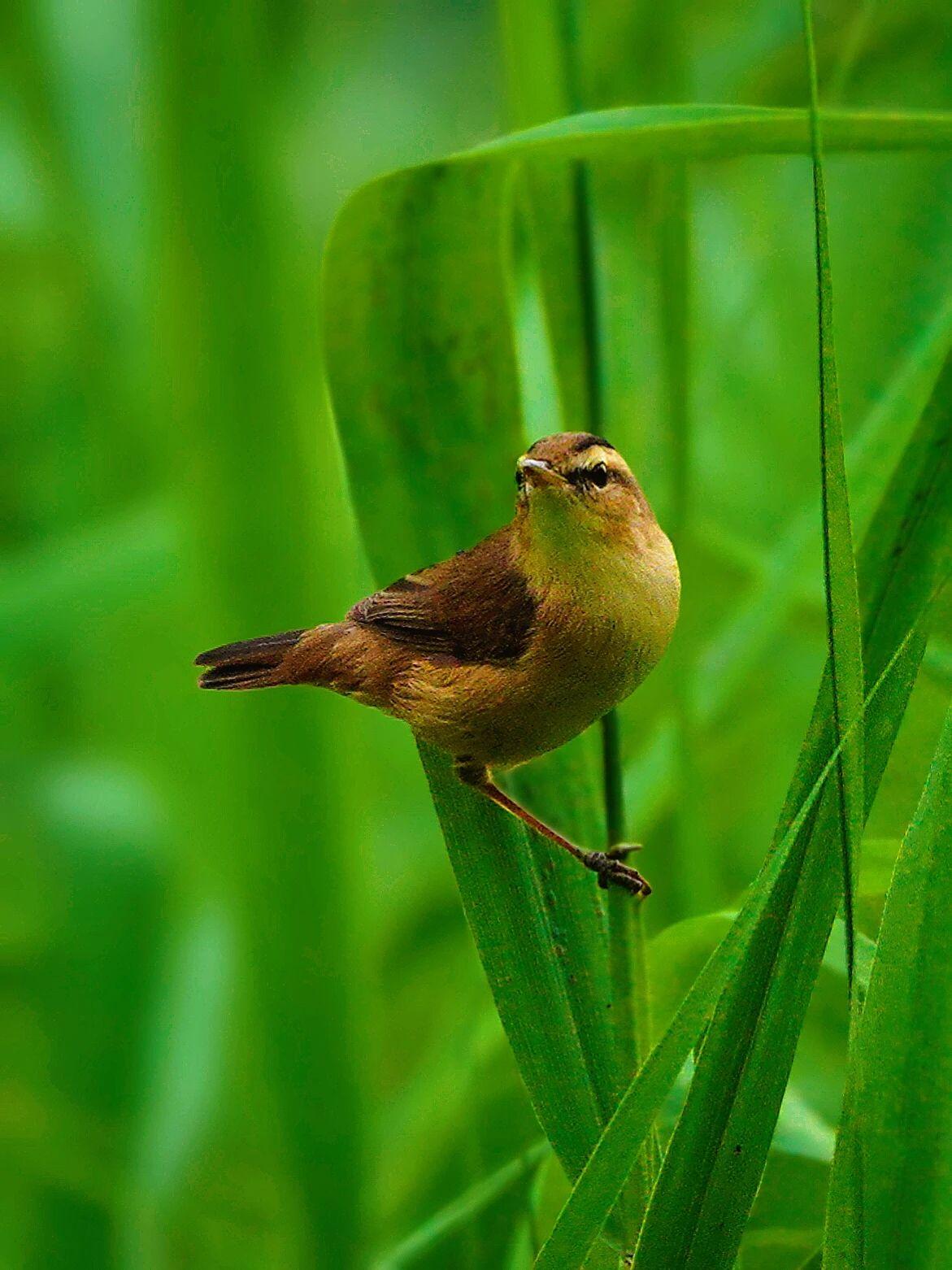 今日分享随手拍照片可爱的小鸟🐦