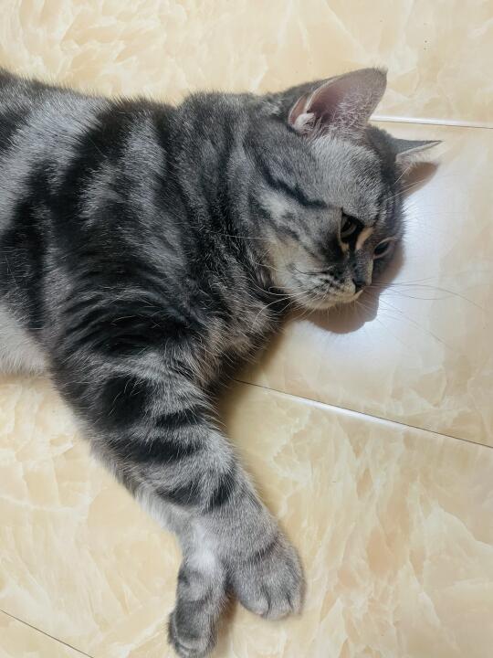 家人猫毛过敏，非让我把猫送走怎么办？