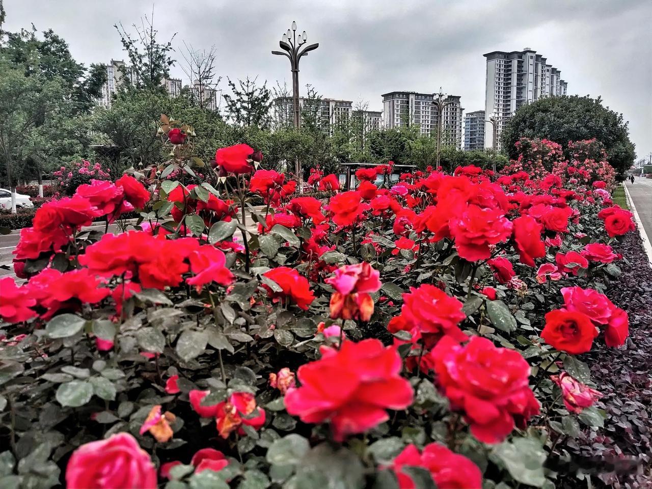 风吹不朵花。