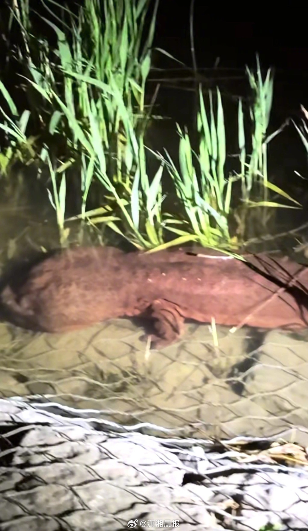 【山西一#公园内发现一只一米多长娃娃鱼#，#当地回应公园内发现一只娃娃鱼#：疑人