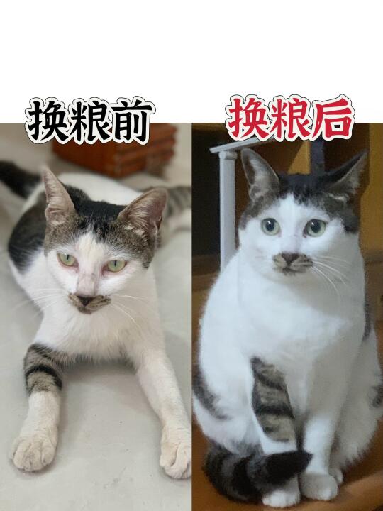 逆袭成煤气罐！豆柴后生元猫粮实测