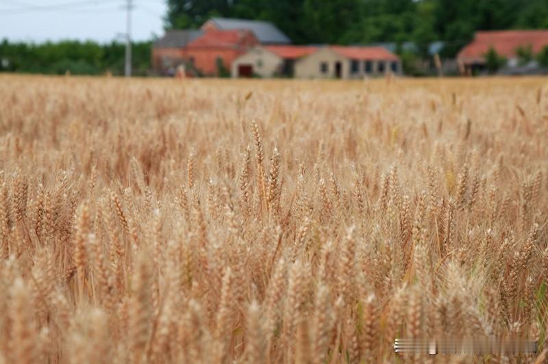 “麦浪翻光绿涌天”描绘出一幅麦浪滚滚、绿意冲天的壮阔画面。我试着对个下联“桃波漾