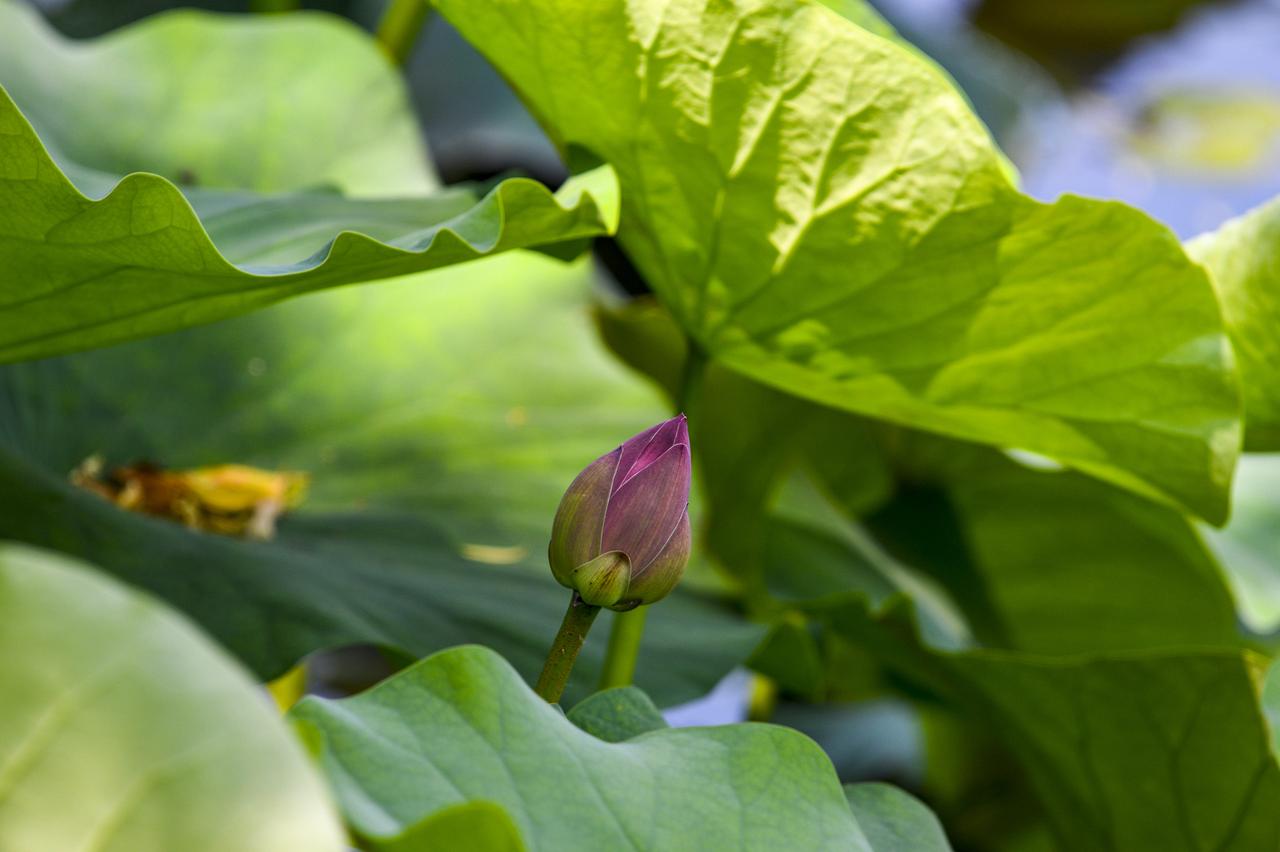 进入6月的泉城，迎来了荷花的盛开季。在大明湖公园的荷田里，第一拨荷花已经含苞待放