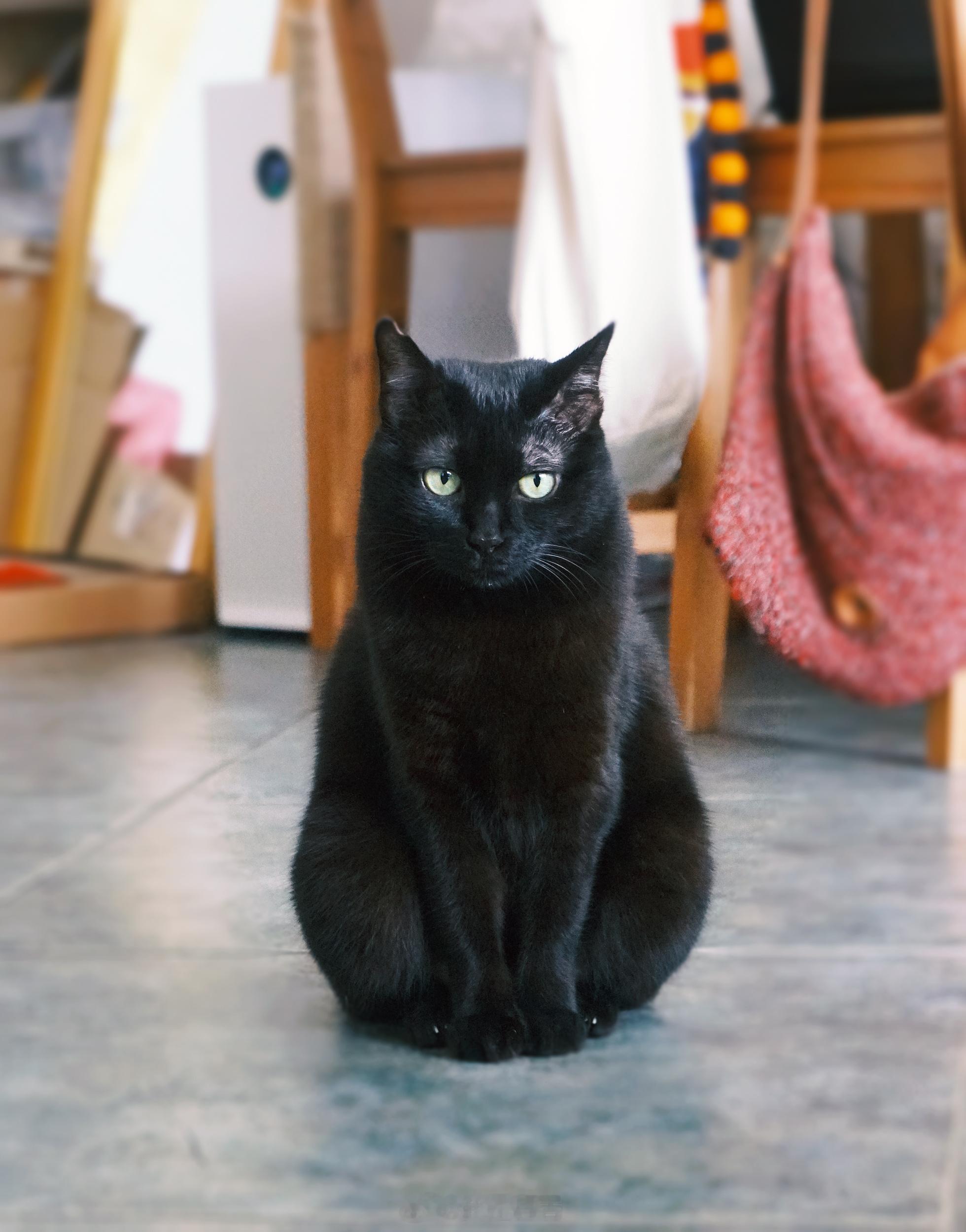 轉眼，蝦比和我們一起生活要滿6年惹～#蝦蝦不可以太可愛# ​​​