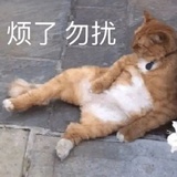 荷叶爱逛体育