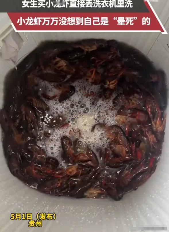 笑不活了！5月3日贵州一女子因懒得刷虾，竟将其整袋丢入洗衣机，冲上热搜。开门瞬间