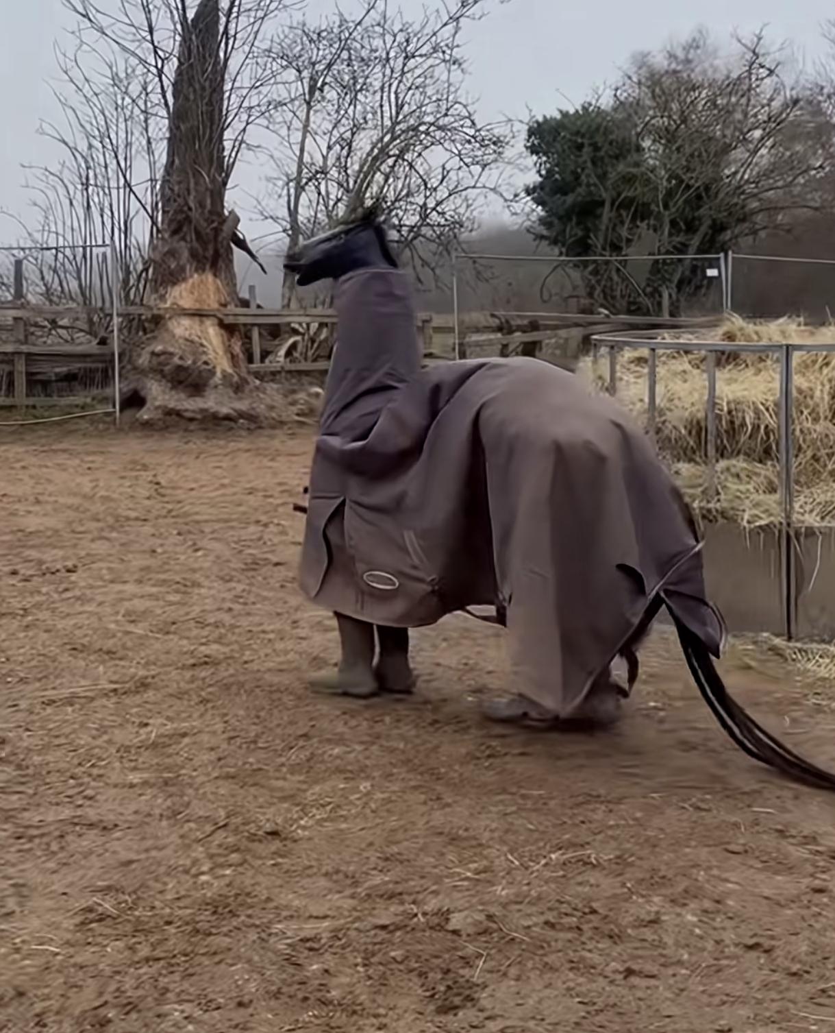 一男子假扮成一匹马，
混入马群中，
成功吸引一匹白马的注意，白马:它竟然能180