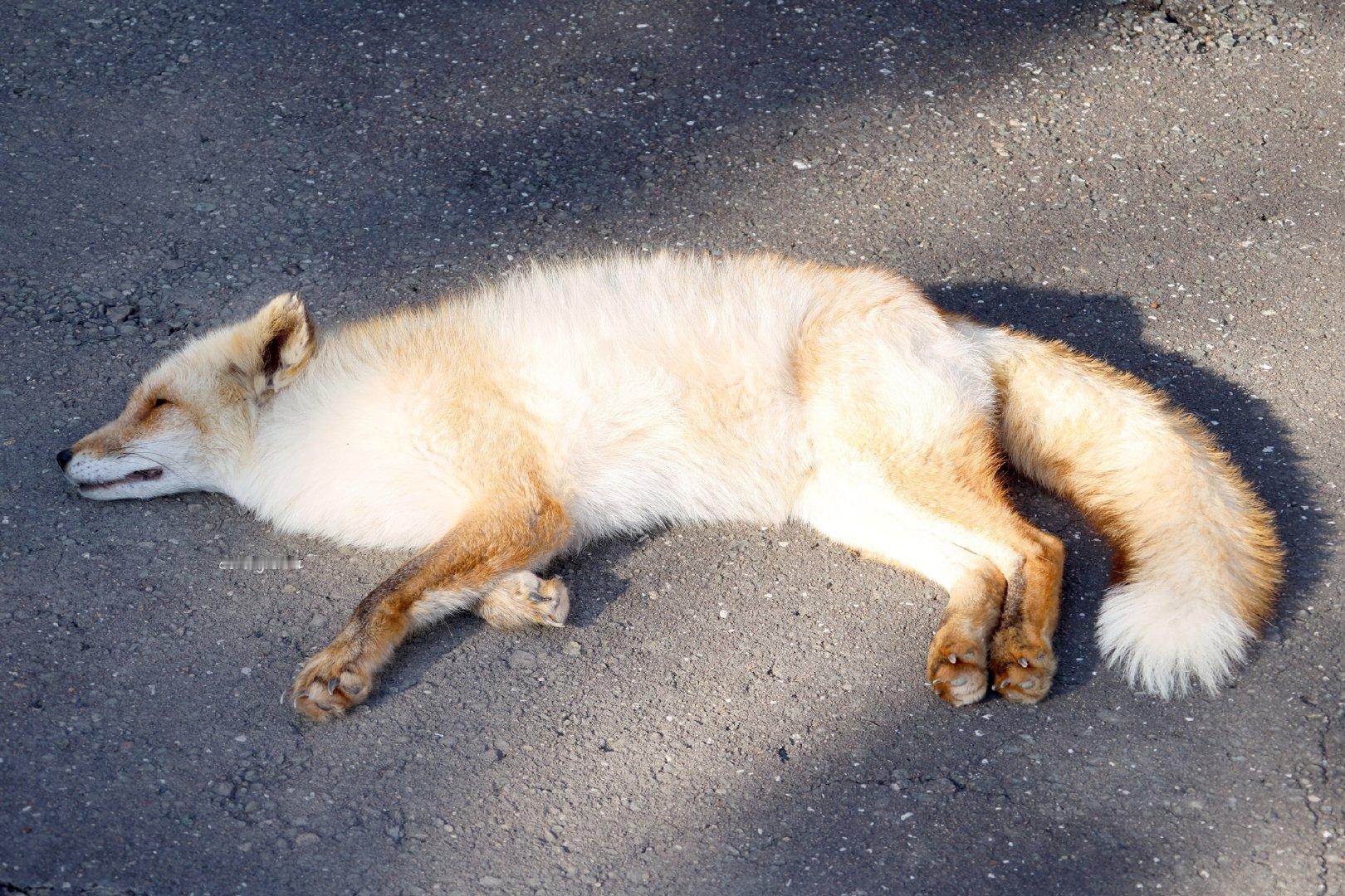 软乎乎的发着光晒太阳~©️chengren21 