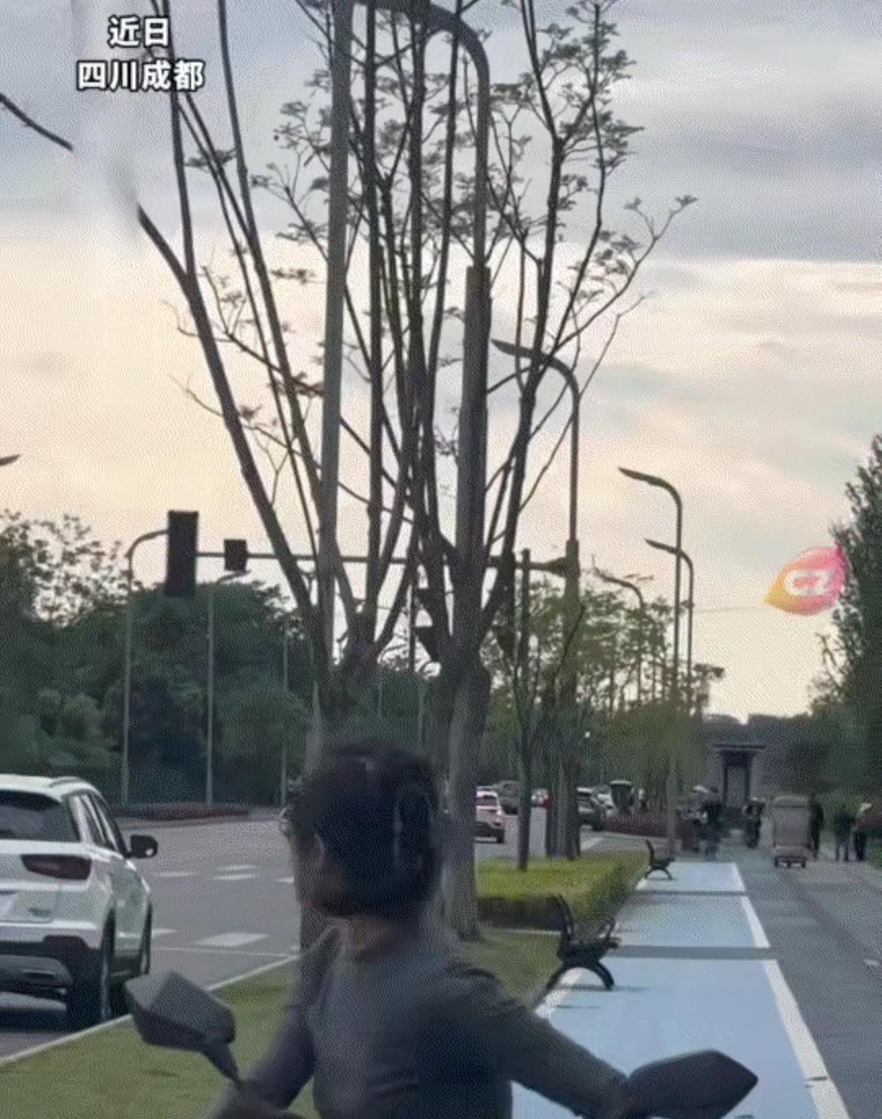 全网笑疯！成都女子放飞鹦鹉收不回，一句蜀道山终极喊话，瞬间制服傲娇小鸟

笑不活